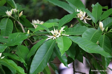 白蘭花樹